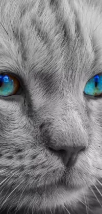 This phone live wallpaper features a captivating close-up of a blue-eyed cat