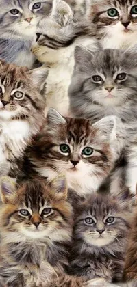 This cute live wallpaper for your phone features a group of cats in various positions, all huddled together and facing the camera