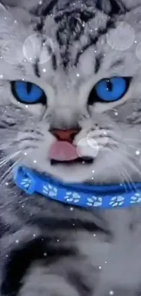 This phone live wallpaper showcases a captivating blue-eyed cat in the midst of a snowstorm, with a vibrant collar accenting its natural fur coat