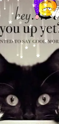 This phone live wallpaper showcases a charming black and white cat sitting atop a stylish table