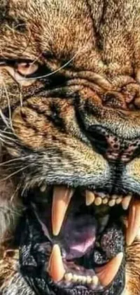 This phone live wallpaper showcases a realistic, close-up image of a roaring lion with fierce features and sharp claws