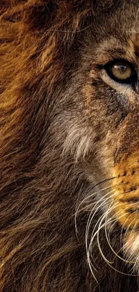 This captivating live wallpaper features an awe-inspiring close-up of a lion's face with a subtly blurry background, creating a stunning contrast