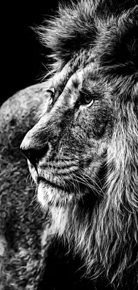 Transform your phone with this stunning black and white live wallpaper featuring a regal lion