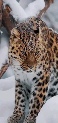 Decorate your phone with this stunning leopard live wallpaper