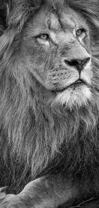 This phone live wallpaper showcases a stunning black and white photograph of a lion, the sovereign of the animal kingdom