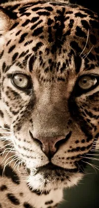 The Leopard face live wallpaper features a stunning close-up image of a majestic big cat in exquisite detail, highlighting its fur, spots, and whiskers on a sleek black background