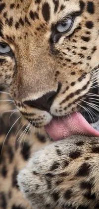 This original phone live wallpaper showcases a captivating, detailed image of an expressive leopard with its tongue out, paired with a cute cub