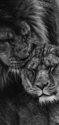 Transform your phone screen into an oasis of love and tenderness with this stunning live wallpaper featuring two lions snuggling together