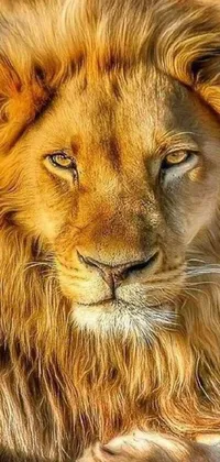 Get up close and personal with the king of the jungle with this stunning live wallpaper for your phone