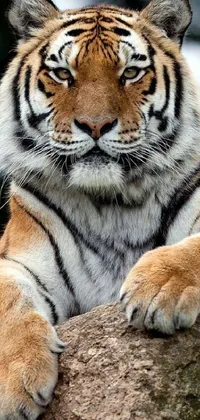 This amazing live wallpaper for your phone displays a close-up of a majestic tiger relaxing on a rock with a proud expression on its face