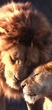 Experience the beauty of nature and love with this stunning lion couple phone live wallpaper