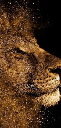 This phone live wallpaper showcases a close up of a lion's fierce expression in brown and gold hues on a black backdrop