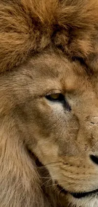 Enhance the look of your phone with this HD live wallpaper showcasing a captivating close-up of a lion's face in ultra-realistic 8K quality