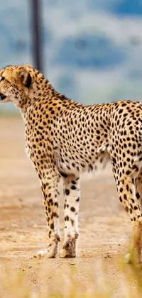 This live wallpaper showcases a captivating image of a cheetah, a fierce predator, standing confidently on a dirt road in the midst of a savannah landscape