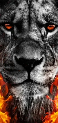 This phone live wallpaper features a close-up of a lion's face in flames