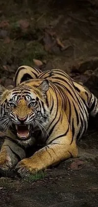 This live wallpaper features a stunning close-up of a majestic tiger calmly resting on the ground with its mouth open