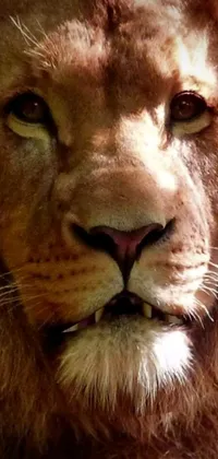 This stunning phone live wallpaper features a close-up image of a lion's face with a blurred background
