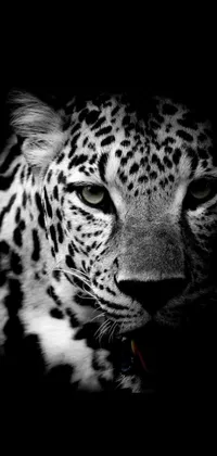 Dive into the jungle with this captivating live wallpaper for your phone! The monochromatic black and white photo depicts a close-up portrait of a powerful leopard, showcasing its fierce beauty and intensity