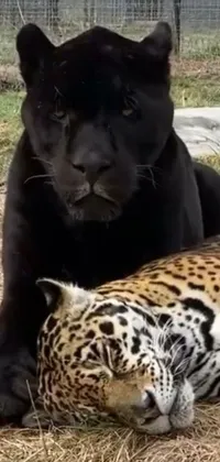 This live wallpaper for phones showcases the innate beauty of two posing leopards