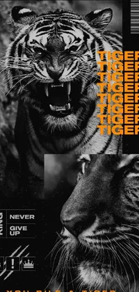 Get a stunning black and white live wallpaper for your smartphone featuring two tigers in the style of an international typographic poster