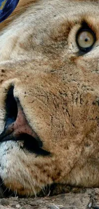 This lion phone live wallpaper features a highly detailed close-up of a lion's face, with a focus on the nose and fur