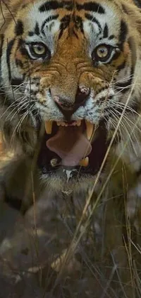 Get a bold and striking phone wallpaper that displays a fierce and menacing tiger in an action shot with its mouth open