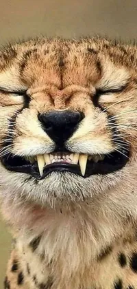 This phone live wallpaper showcases a close-up of a cheetah with an open mouth revealing its knife-like teeth