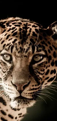 This phone live wallpaper features a photorealistic digital rendering of a leopard's face on a black background