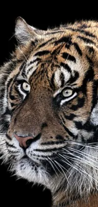 This phone live wallpaper boasts a photo-realistic close-up of a tiger's face in exquisite detail
