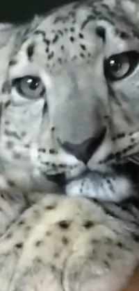 This phone live wallpaper showcases a striking close-up of a peaceful snow leopard being held by a human