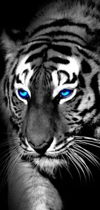 Looking for a stunning live wallpaper for your phone? Look no further than this mesmerizing image of a majestic tiger with glowing blue eyes! Rendered in intricate digital art, you'll be amazed at the realistic detailing of the tiger's fur and striking facial features