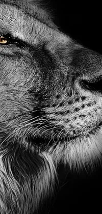 This phone live wallpaper features a stunning black and white portrait of a lion by a fine art photographer