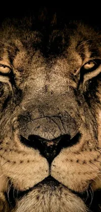 This phone wallpaper displays a close-up of a lion's face on a dark backdrop, highlighting its fierce eyes and Kenyan features