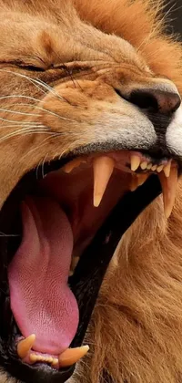 This phone live wallpaper features a stunning hyper-realistic image of a domestic caracal with its mouth open, showing off its gold teeth and knife-like canines