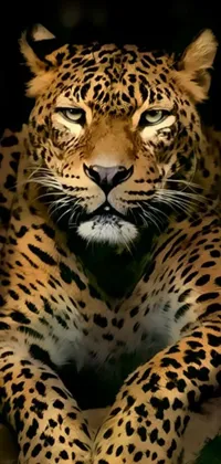 This phone live wallpaper presents a breathtaking close-up of a fierce leopard on a tree branch