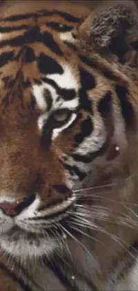 This phone live wallpaper depicts a stunning close-up of a tiger staring directly at the camera