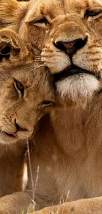 This phone live wallpaper features two lions standing side by side in the savannah of Africa