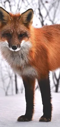 Carnivore Mammal Fox Live Wallpaper