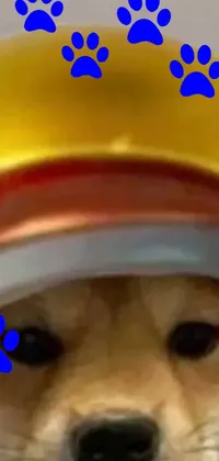 This phone live wallpaper features a close up of a dog wearing a helmet, set against a black and white backdrop with vibrant pops of color