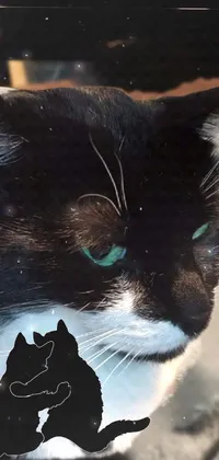 This black and white cat phone live wallpaper features a close-up portrait of a cat with emerald eyes sitting on top of a blanket