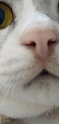 This phone live wallpaper is a close-up shot of a serene-looking white cat with yellow eyes and a patrician nose