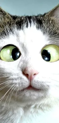 This phone live wallpaper features a captivating close-up of a green-eyed cat