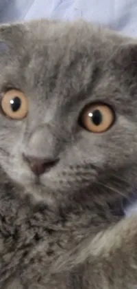 This live wallpaper showcases a close-up image of a Scottish Fold cat lying on a bed
