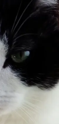 This stunning live wallpaper features a hyper-realistic black and white cat's face in a series of close-up shots, showing off its sharp whiskers and elegant movements