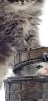This live wallpaper features an adorable cat sitting on top of a basket next to a small mouse