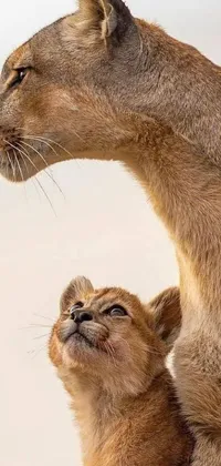 Get the majestic and realistic vibe on your phone screen with this live wallpaper of an adult lion and a baby lion standing next to each other