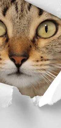 This stunning hyperrealistic phone live wallpaper depicts a curious cat peering out of a torn piece of paper