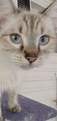 This live wallpaper features a photorealistic close-up of a feline creature sitting on a windowsill, with piercing blue eyes and blonde fur visible in crisp detail