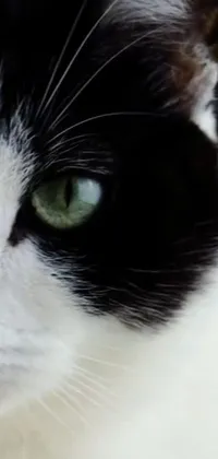 Looking for a mesmerizing phone live wallpaper? Look no further than this zoomed-in image of a black and white cat with piercing green eyes