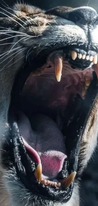 Carnivore Mammal Snout Live Wallpaper